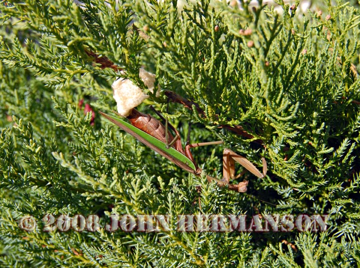 hard at work.jpg - Praying mantis making her egg sack for 2009.